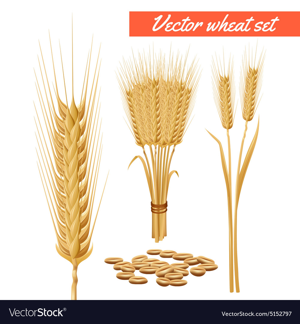 Detail Wheat Grains Images Nomer 30
