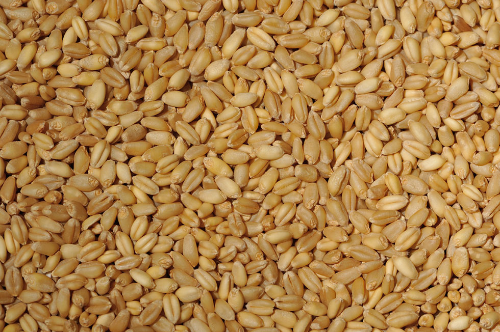 Detail Wheat Grains Images Nomer 32