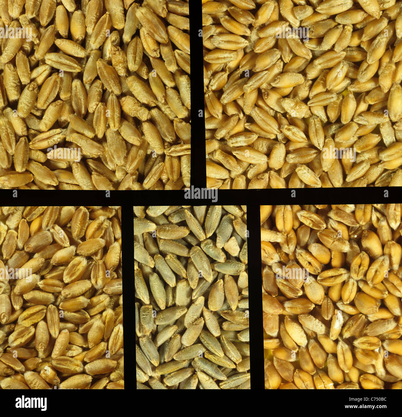 Detail Wheat Grains Images Nomer 33