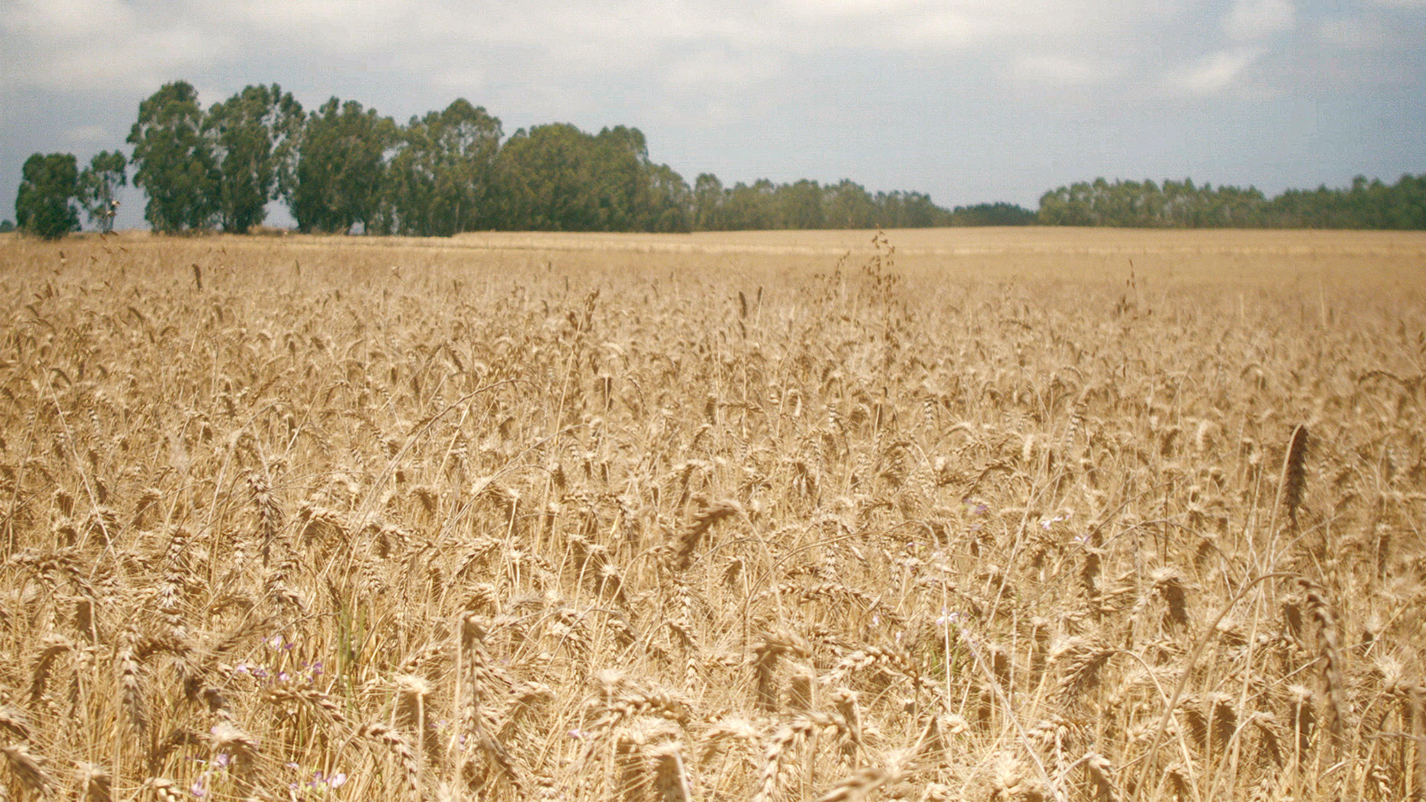 Detail Wheat Grains Images Nomer 45