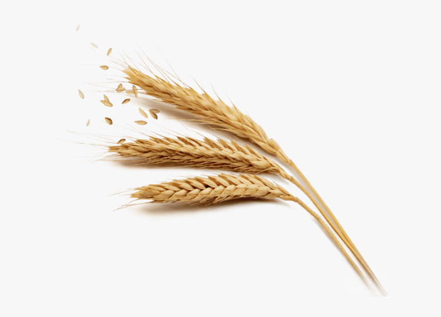 Detail Wheat Grains Images Nomer 50