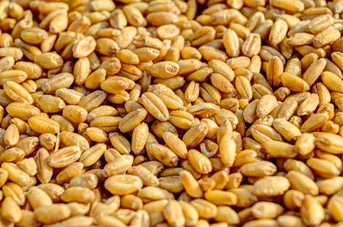 Detail Wheat Grains Images Nomer 54