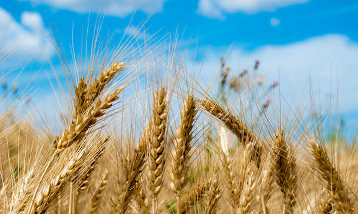 Detail Wheat Image Nomer 28