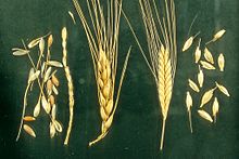 Detail Wheat Image Nomer 55