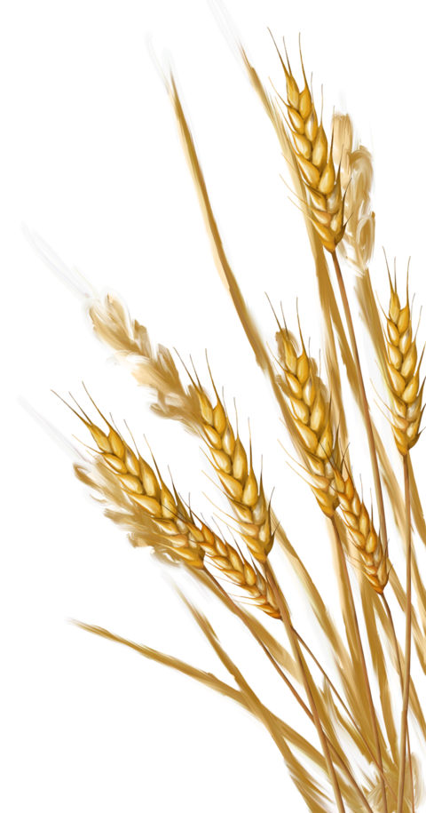 Wheat No Background - KibrisPDR