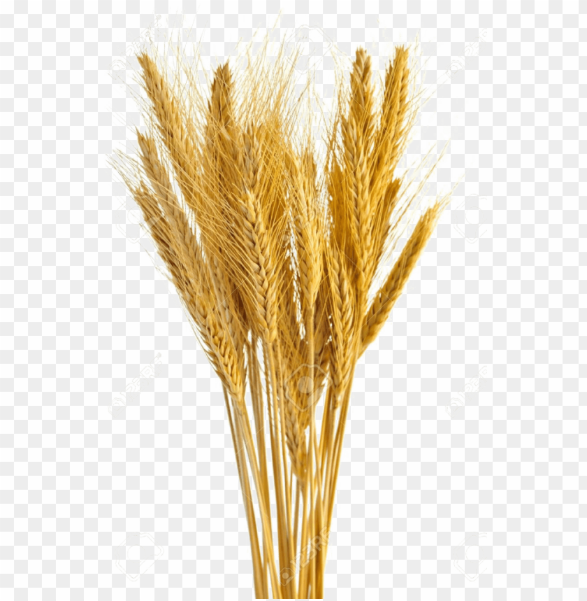 Detail Wheat No Background Nomer 17
