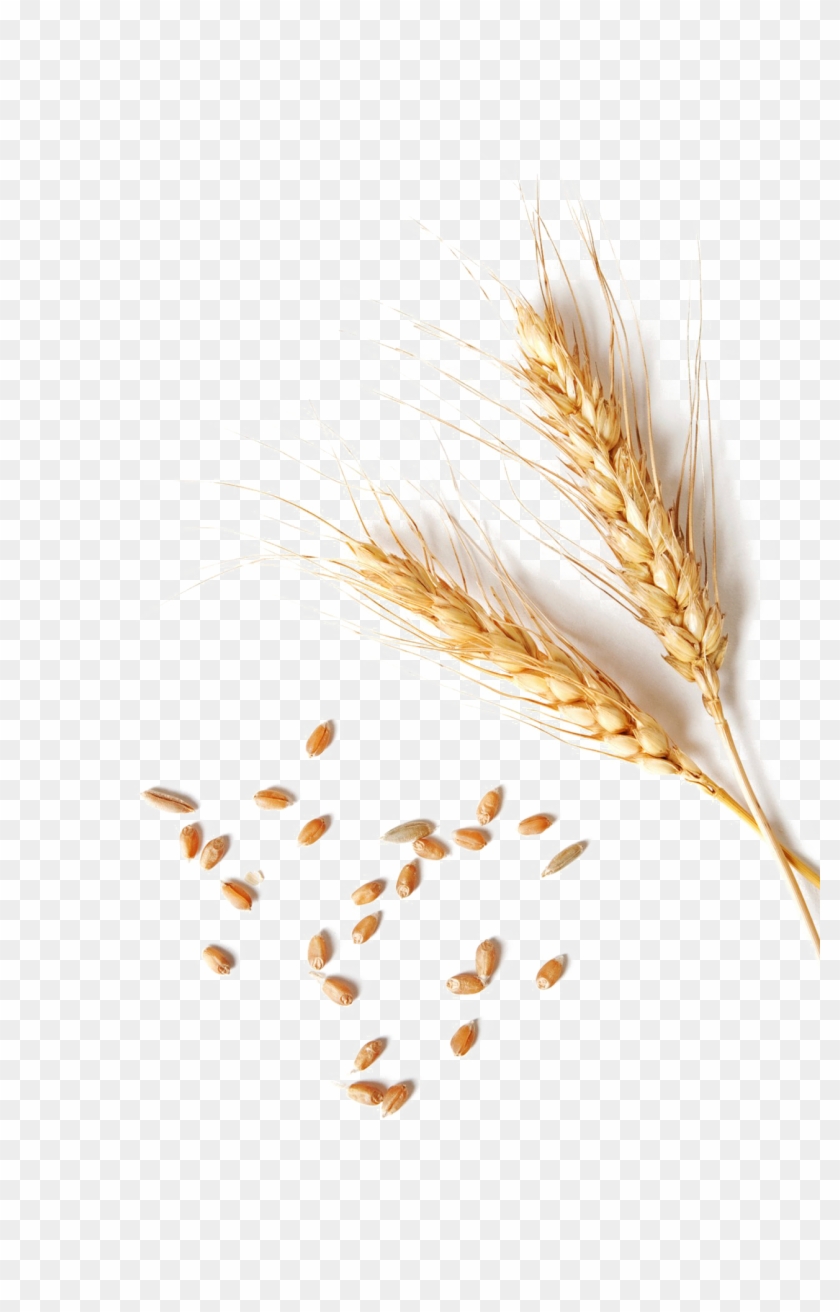 Detail Wheat No Background Nomer 18