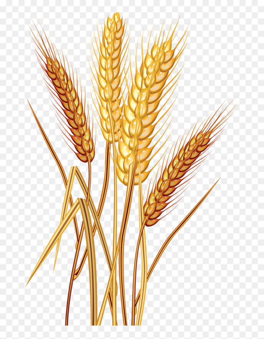 Detail Wheat No Background Nomer 20
