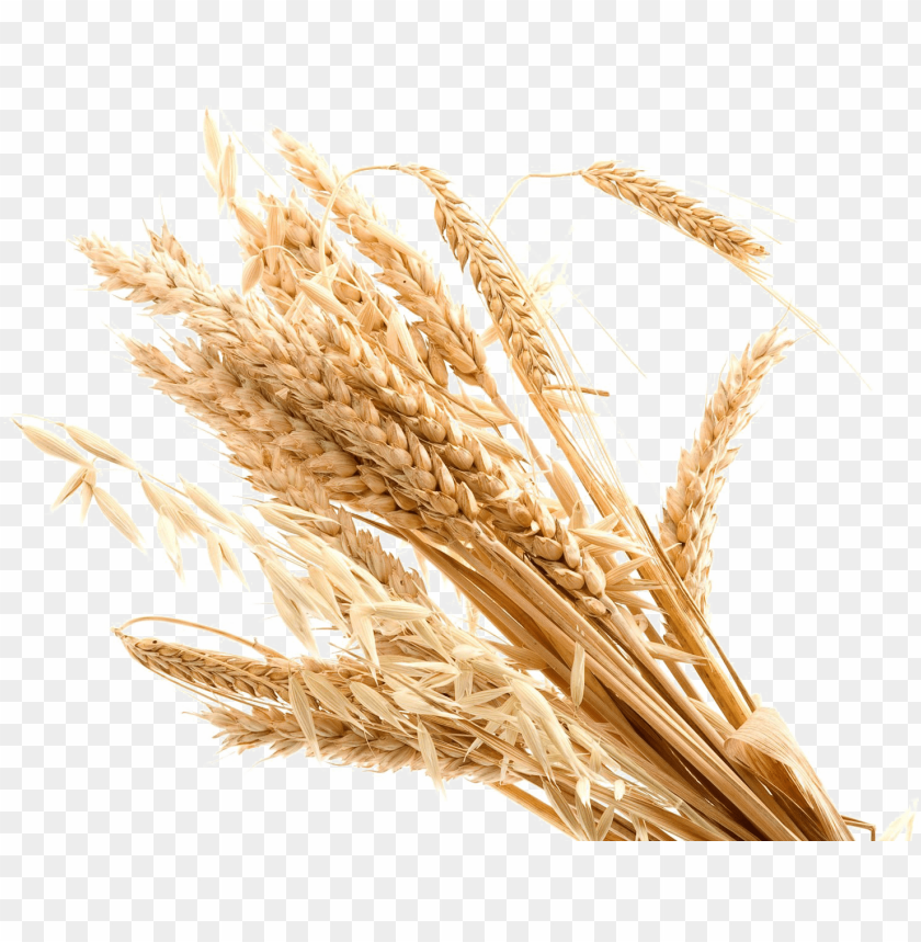 Detail Wheat No Background Nomer 3