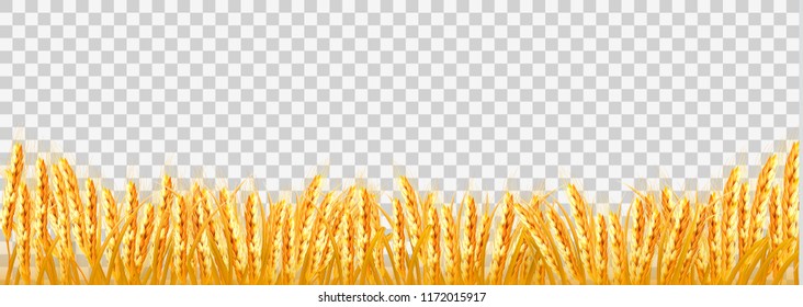 Detail Wheat No Background Nomer 21