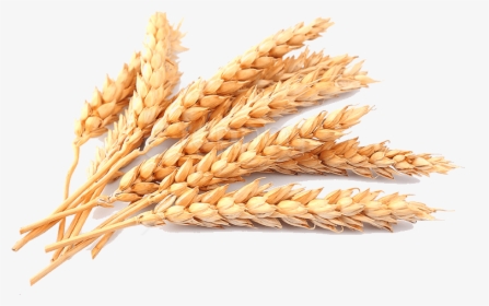 Detail Wheat No Background Nomer 24
