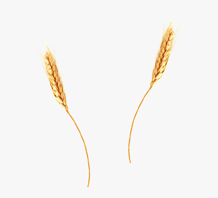 Detail Wheat No Background Nomer 25