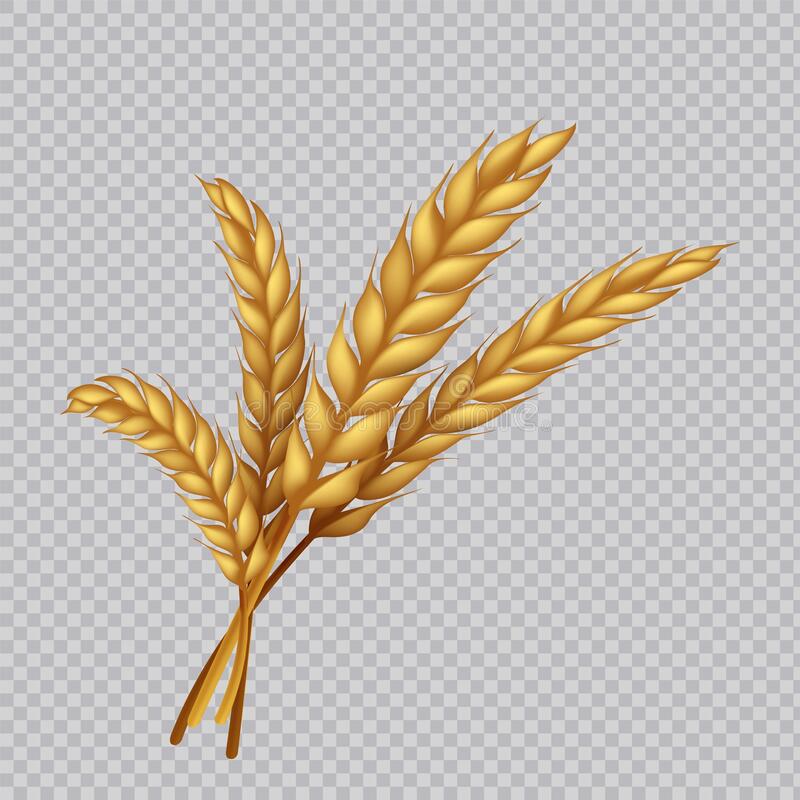 Detail Wheat No Background Nomer 29
