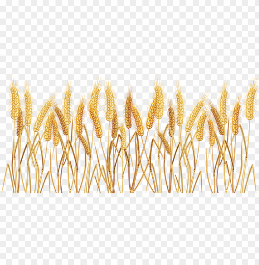 Detail Wheat No Background Nomer 33