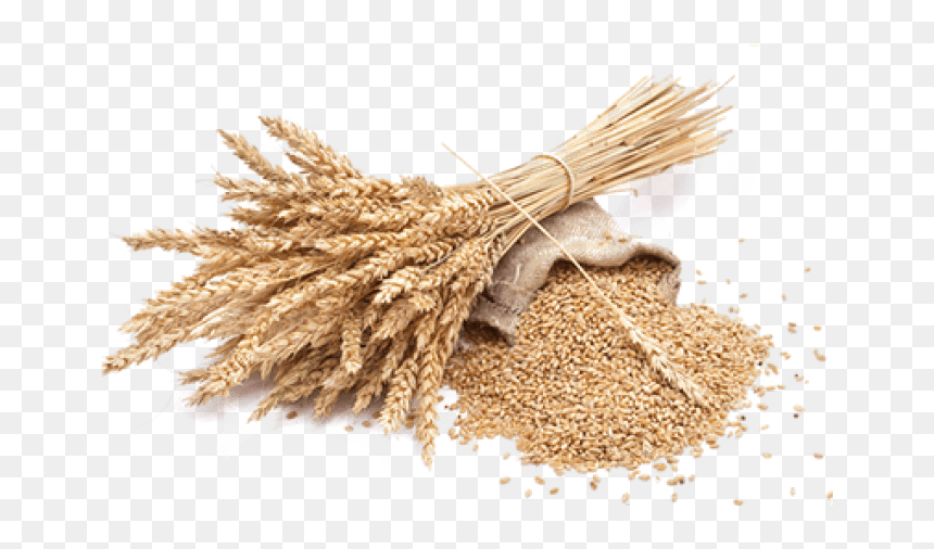 Detail Wheat No Background Nomer 34
