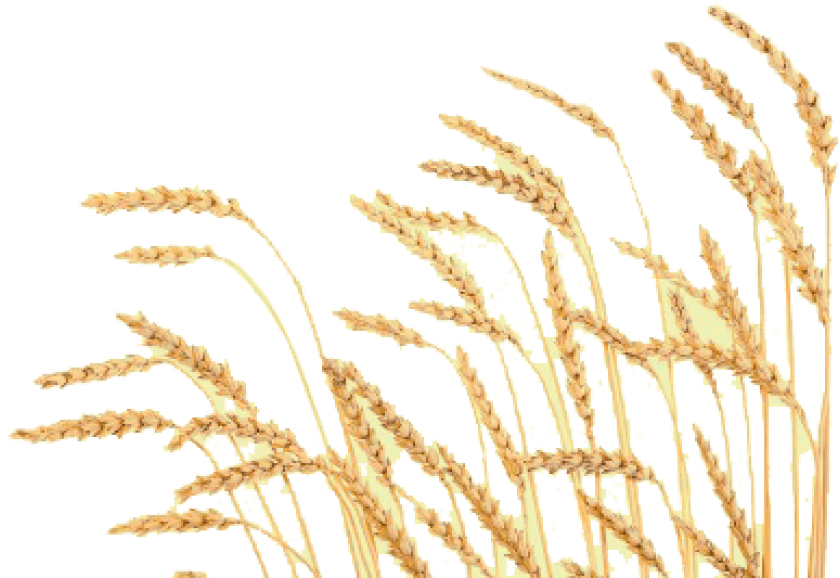 Detail Wheat No Background Nomer 39