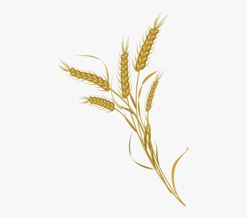 Detail Wheat No Background Nomer 40