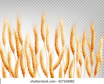 Detail Wheat No Background Nomer 42
