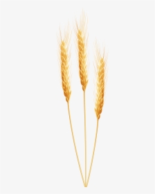 Detail Wheat No Background Nomer 44