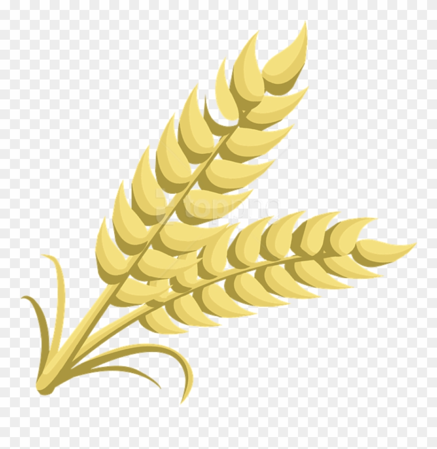 Detail Wheat No Background Nomer 46