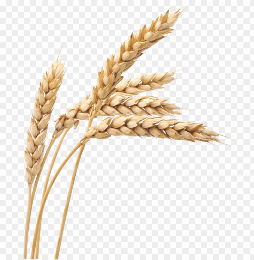 Detail Wheat No Background Nomer 6