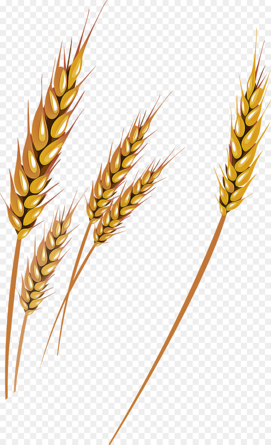 Detail Wheat No Background Nomer 48