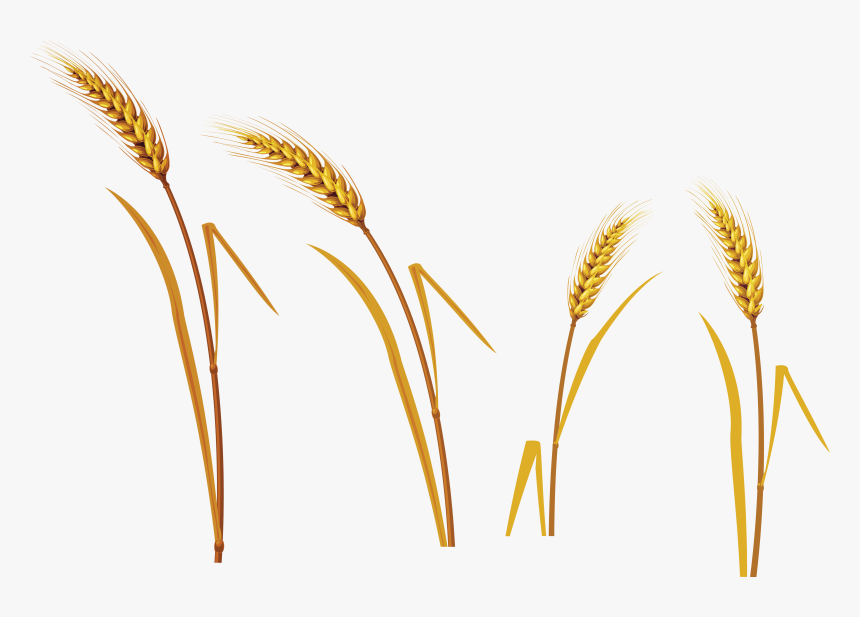 Detail Wheat No Background Nomer 56