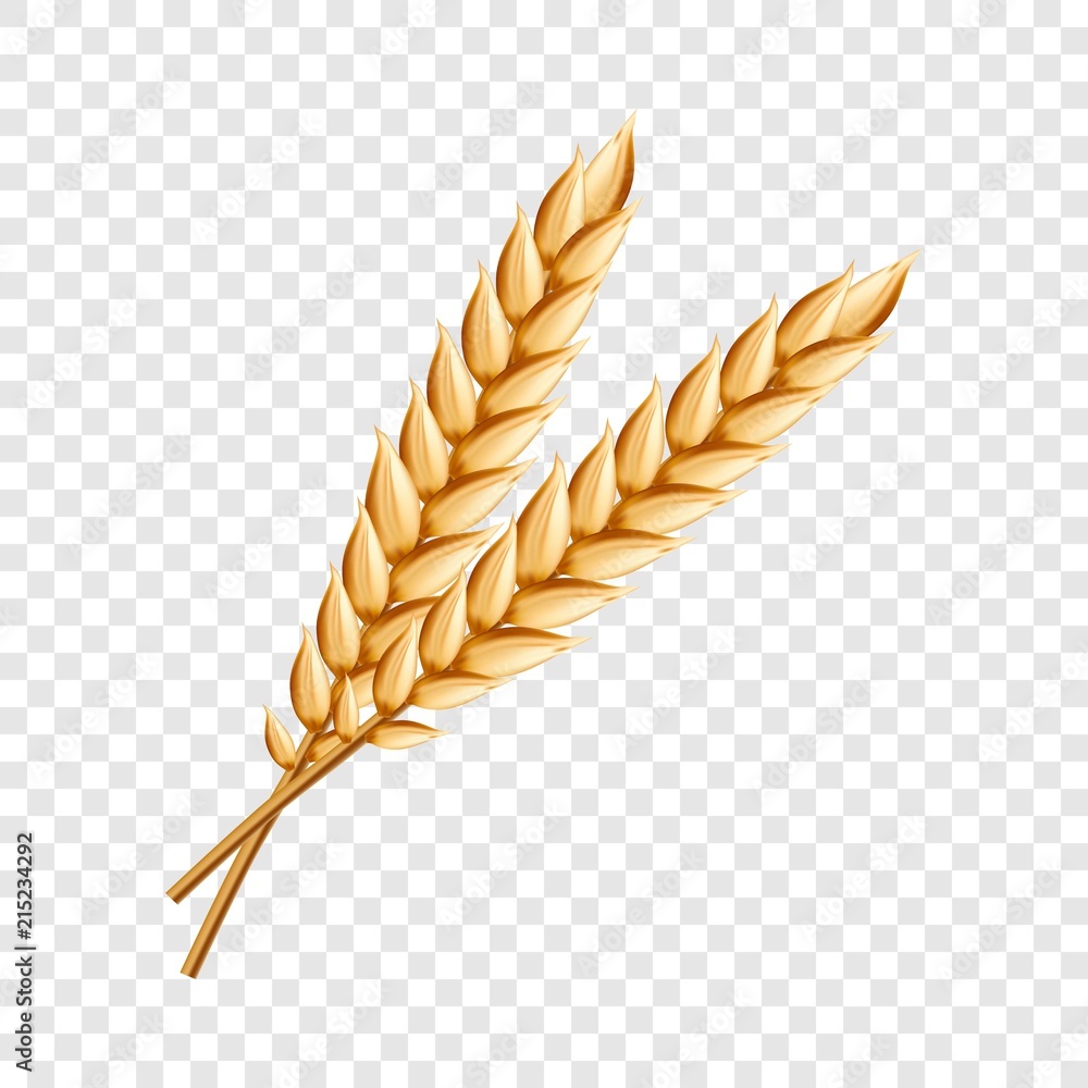Detail Wheat No Background Nomer 7