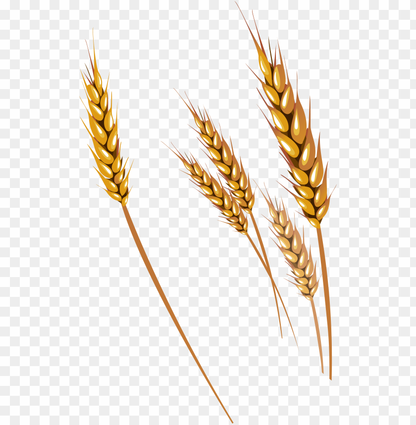 Detail Wheat No Background Nomer 8