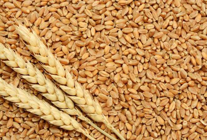 Detail Wheat Pic Nomer 14