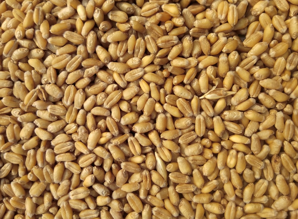 Detail Wheat Pic Nomer 17