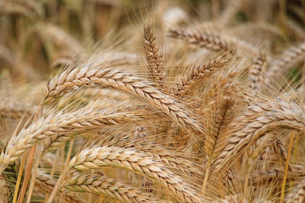 Detail Wheat Pic Nomer 21