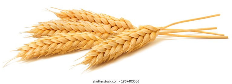 Detail Wheat Pic Nomer 5