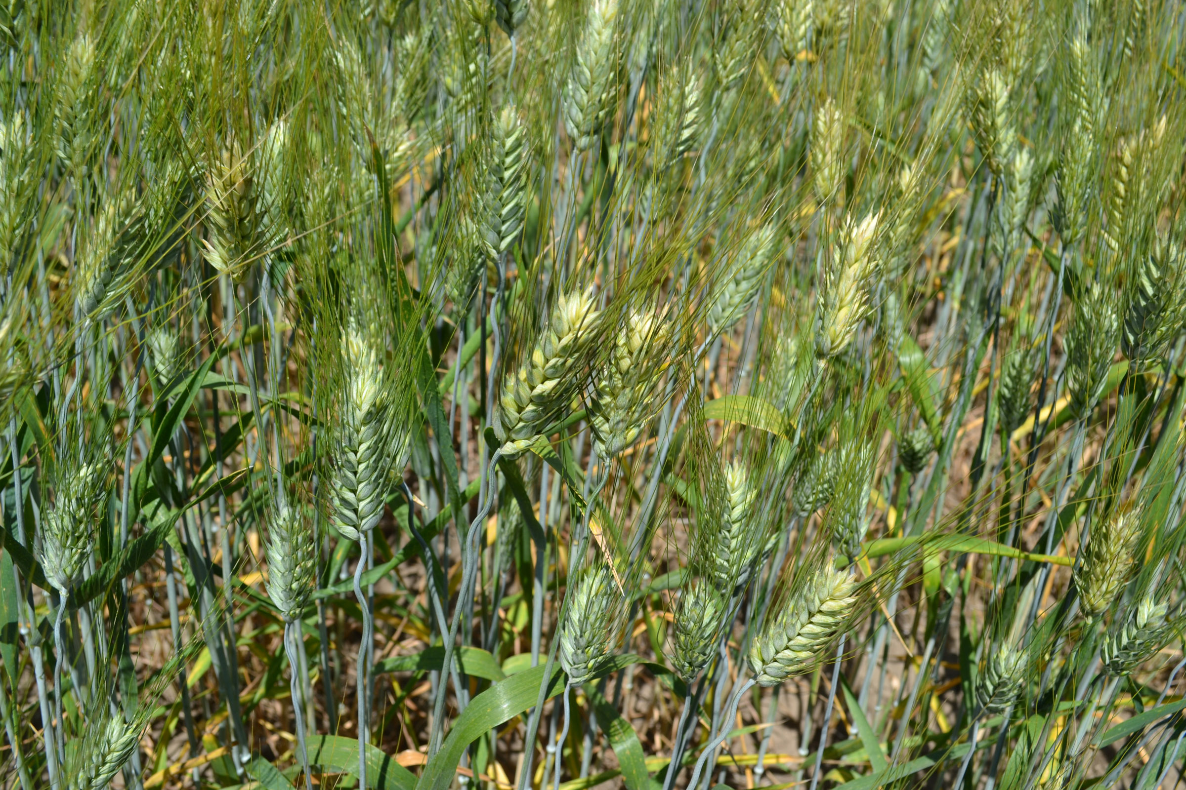 Detail Wheat Pic Nomer 40