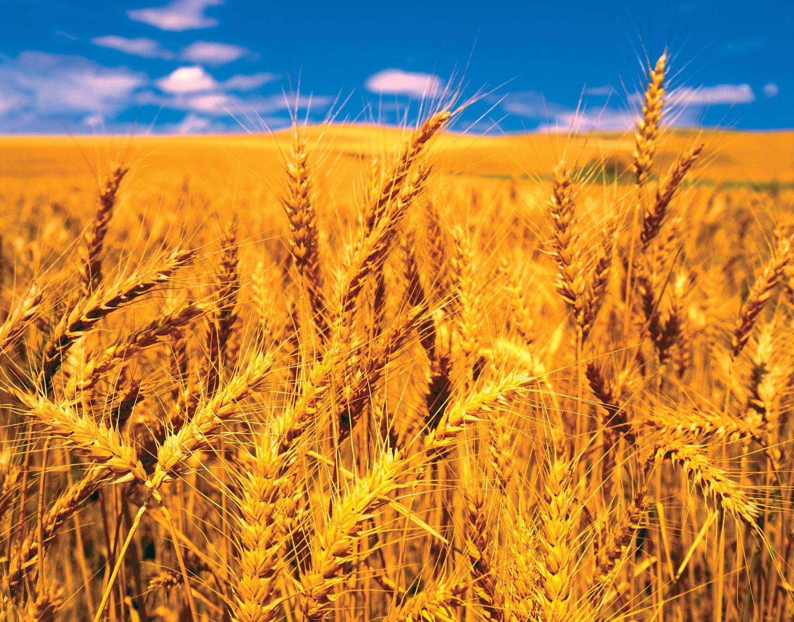 Download Wheat Pic Nomer 8