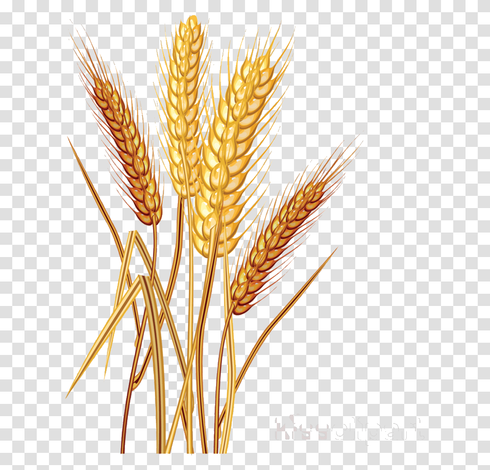 Detail Wheat Pictures Clip Art Nomer 12