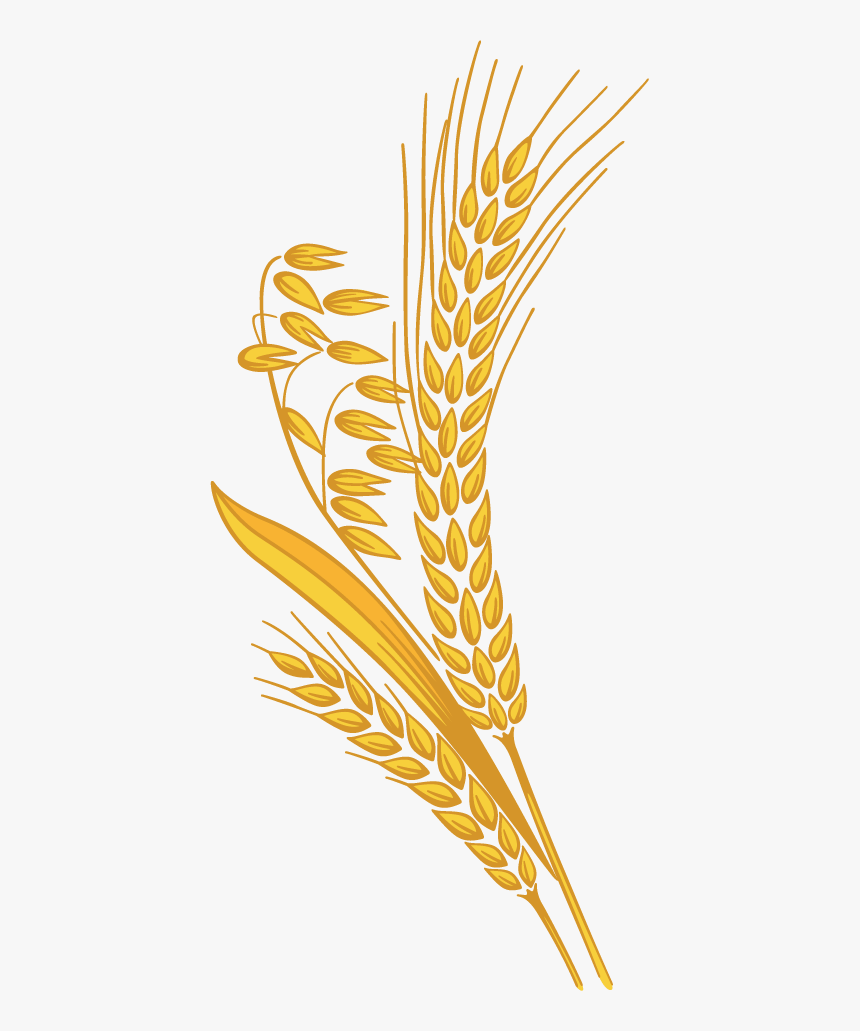 Detail Wheat Pictures Clip Art Nomer 13