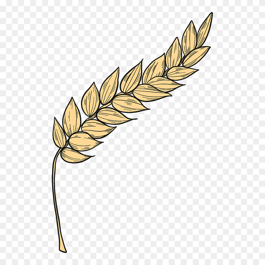 Detail Wheat Pictures Clip Art Nomer 14
