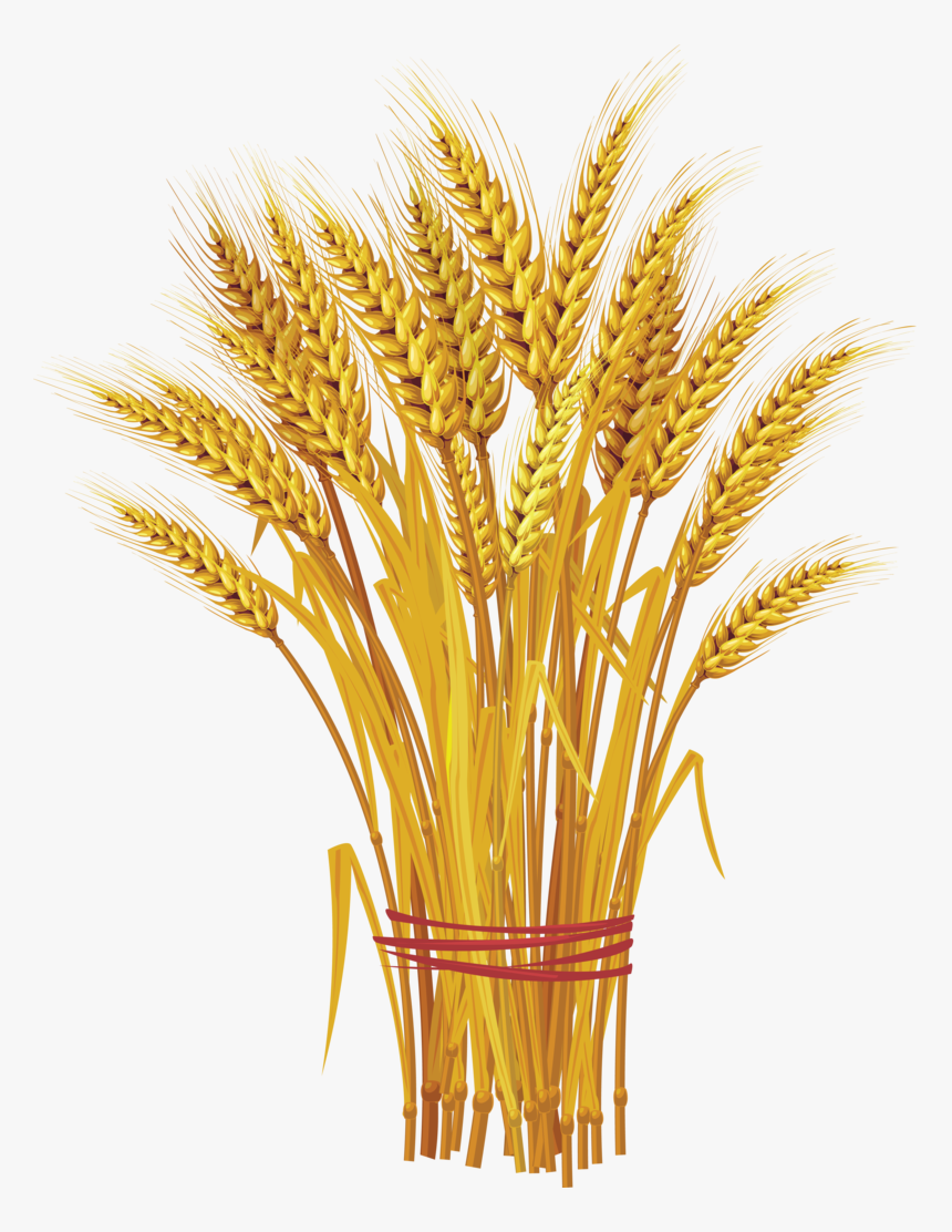 Detail Wheat Pictures Clip Art Nomer 15