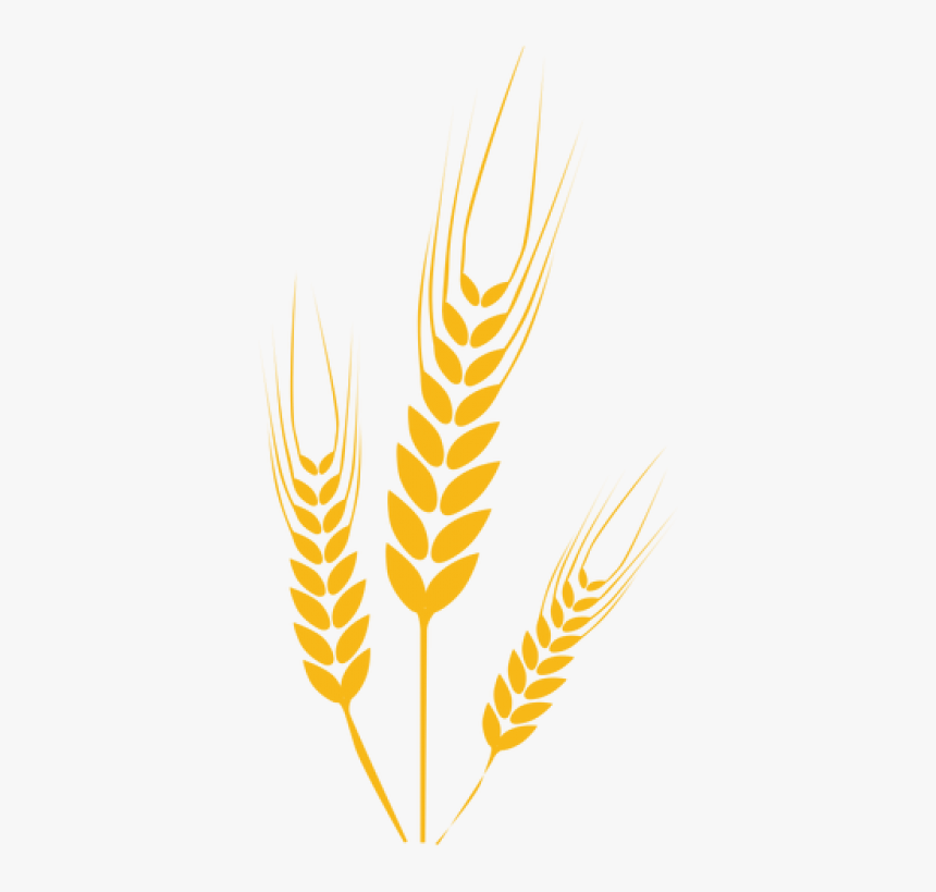 Detail Wheat Pictures Clip Art Nomer 18