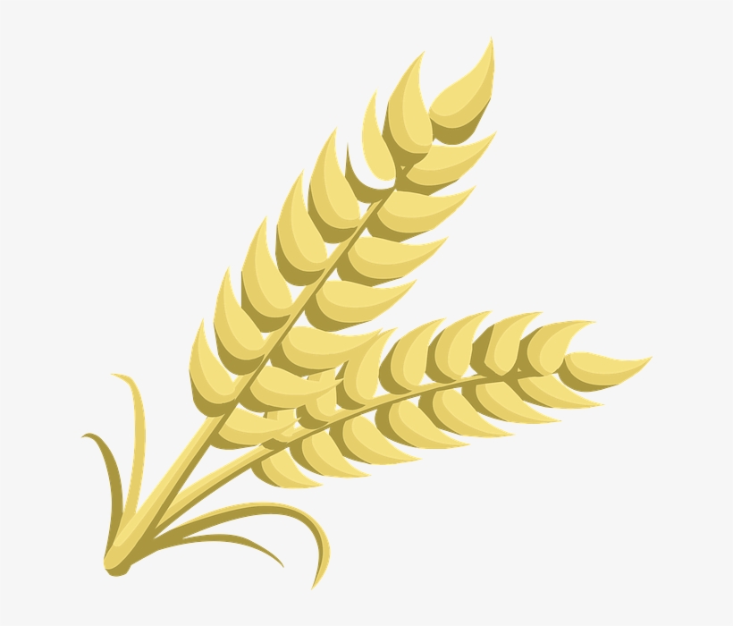 Detail Wheat Pictures Clip Art Nomer 20