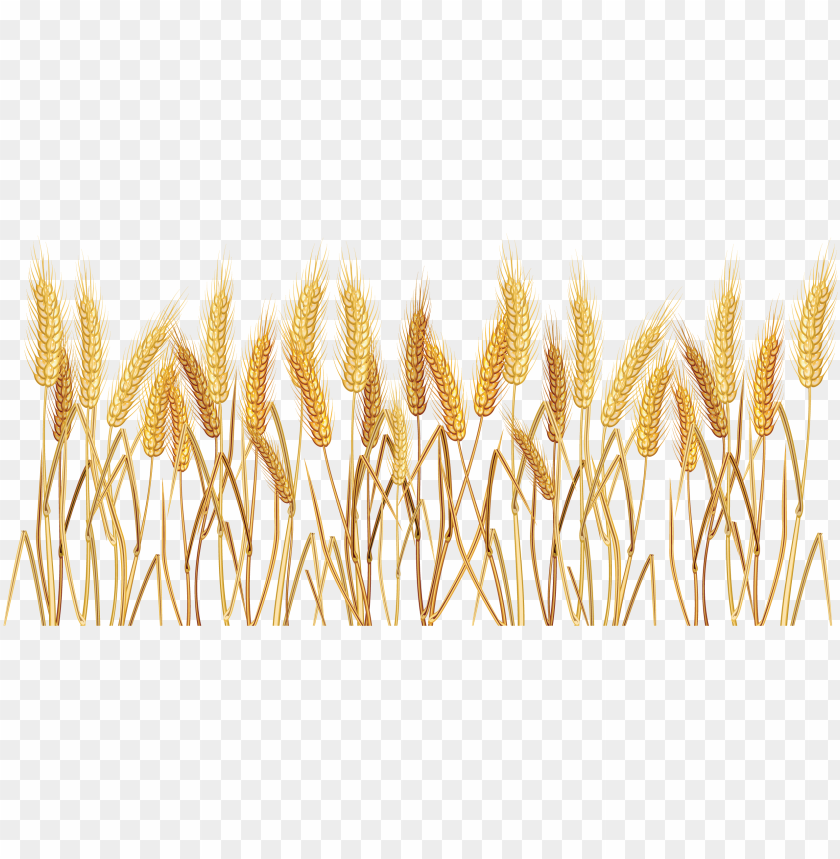 Detail Wheat Pictures Clip Art Nomer 41
