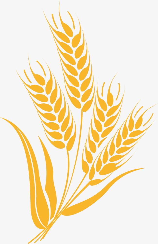 Detail Wheat Pictures Clip Art Nomer 48
