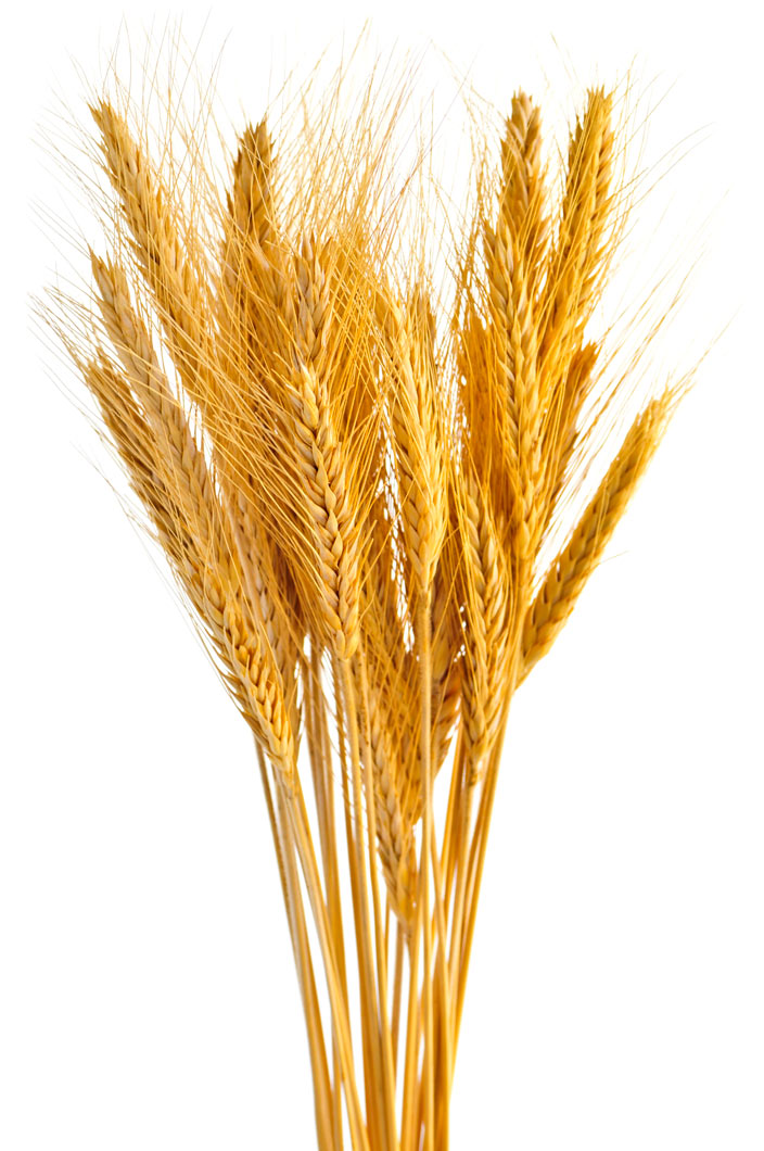 Detail Wheat Pictures Clip Art Nomer 55