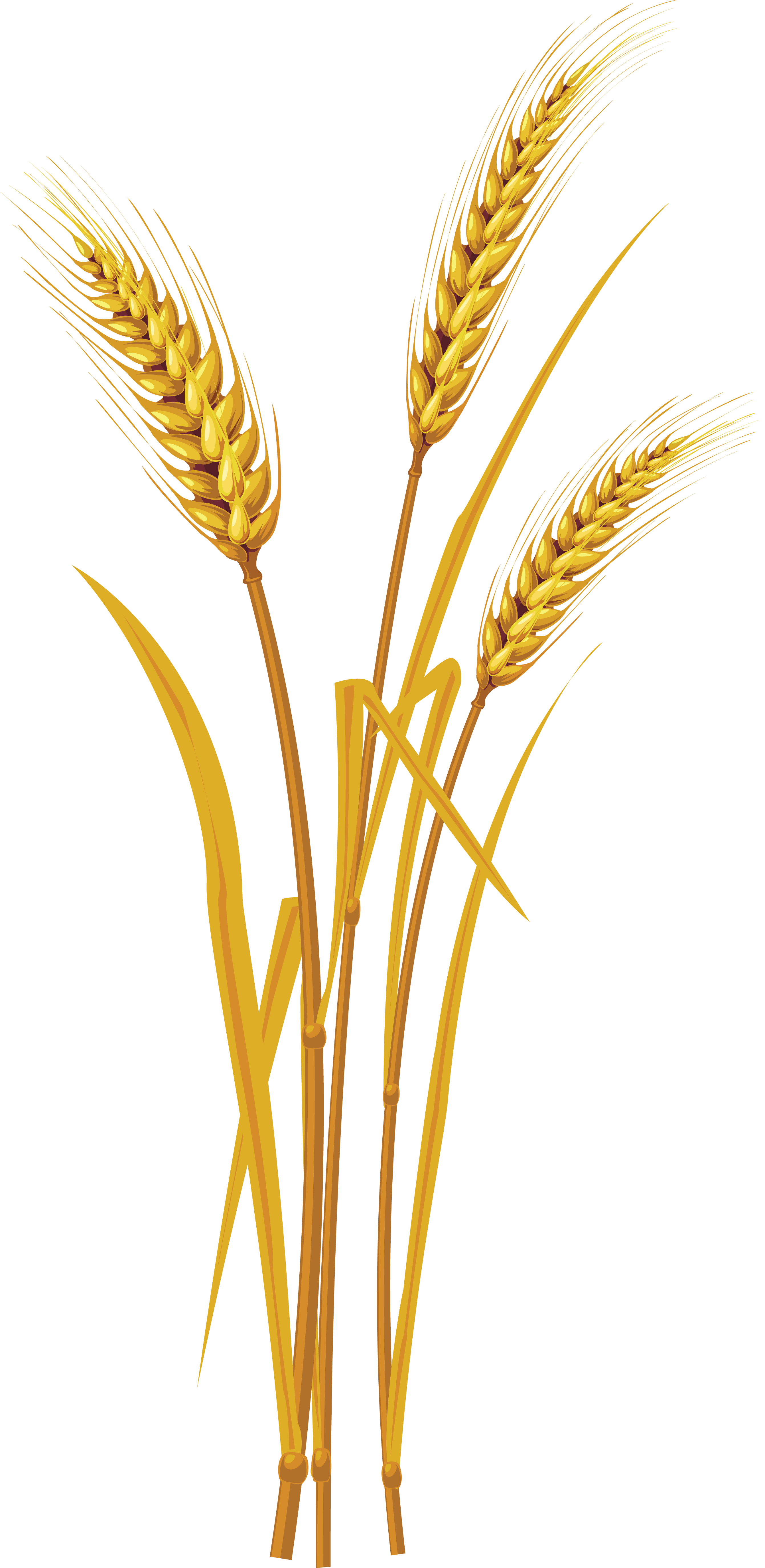 Detail Wheat Png Nomer 2