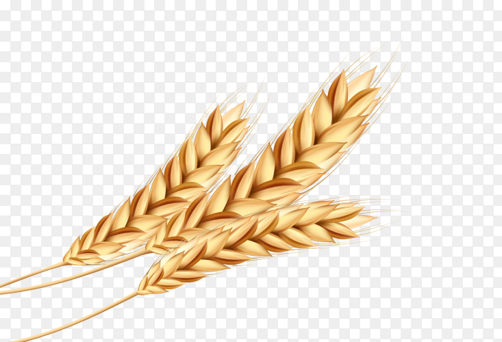 Detail Wheat Png Nomer 12