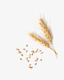 Detail Wheat Png Nomer 15