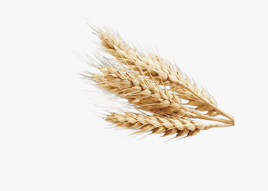 Detail Wheat Png Nomer 18