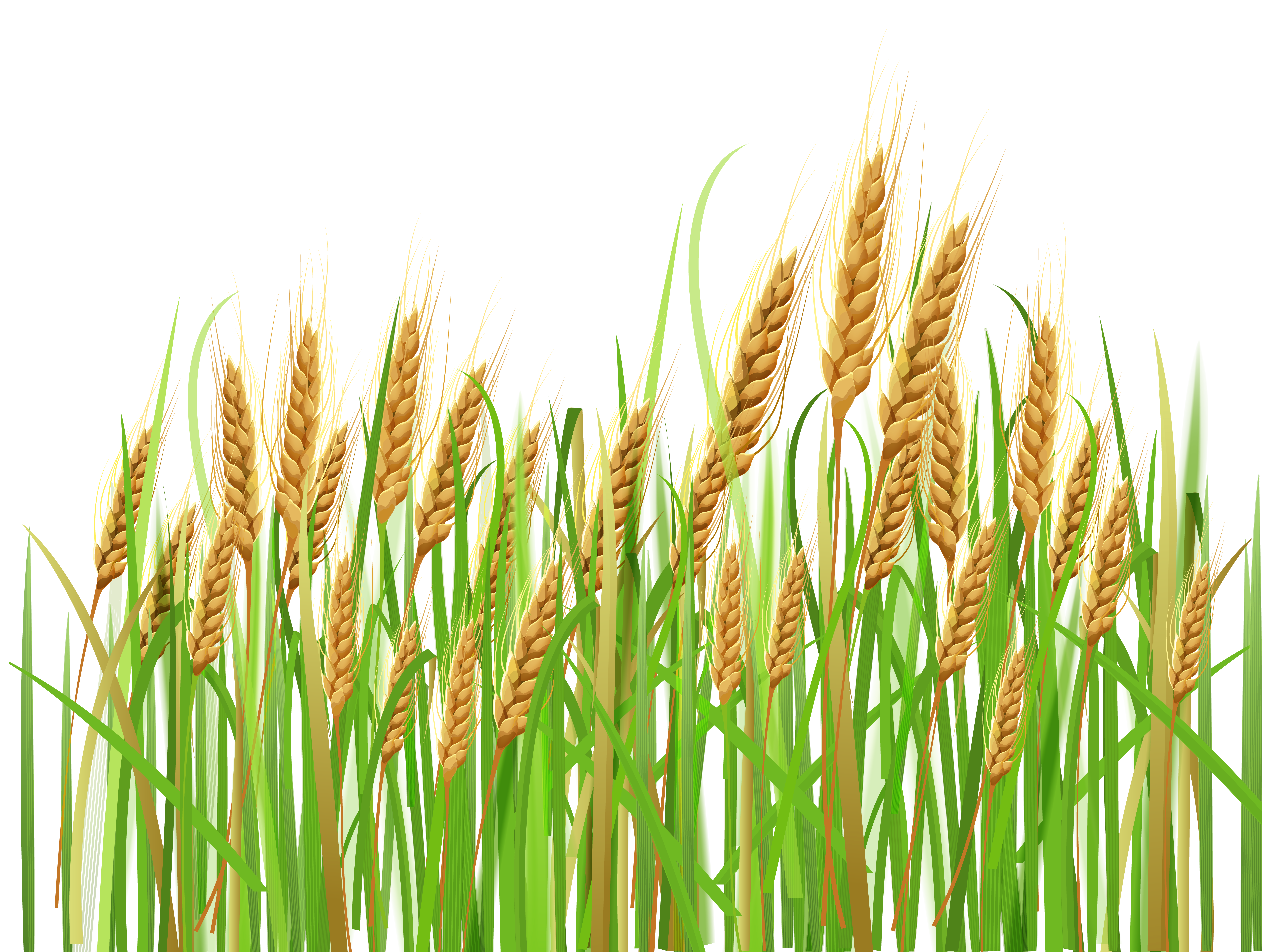 Detail Wheat Png Nomer 28