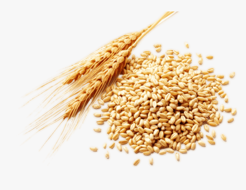 Detail Wheat Png Nomer 31